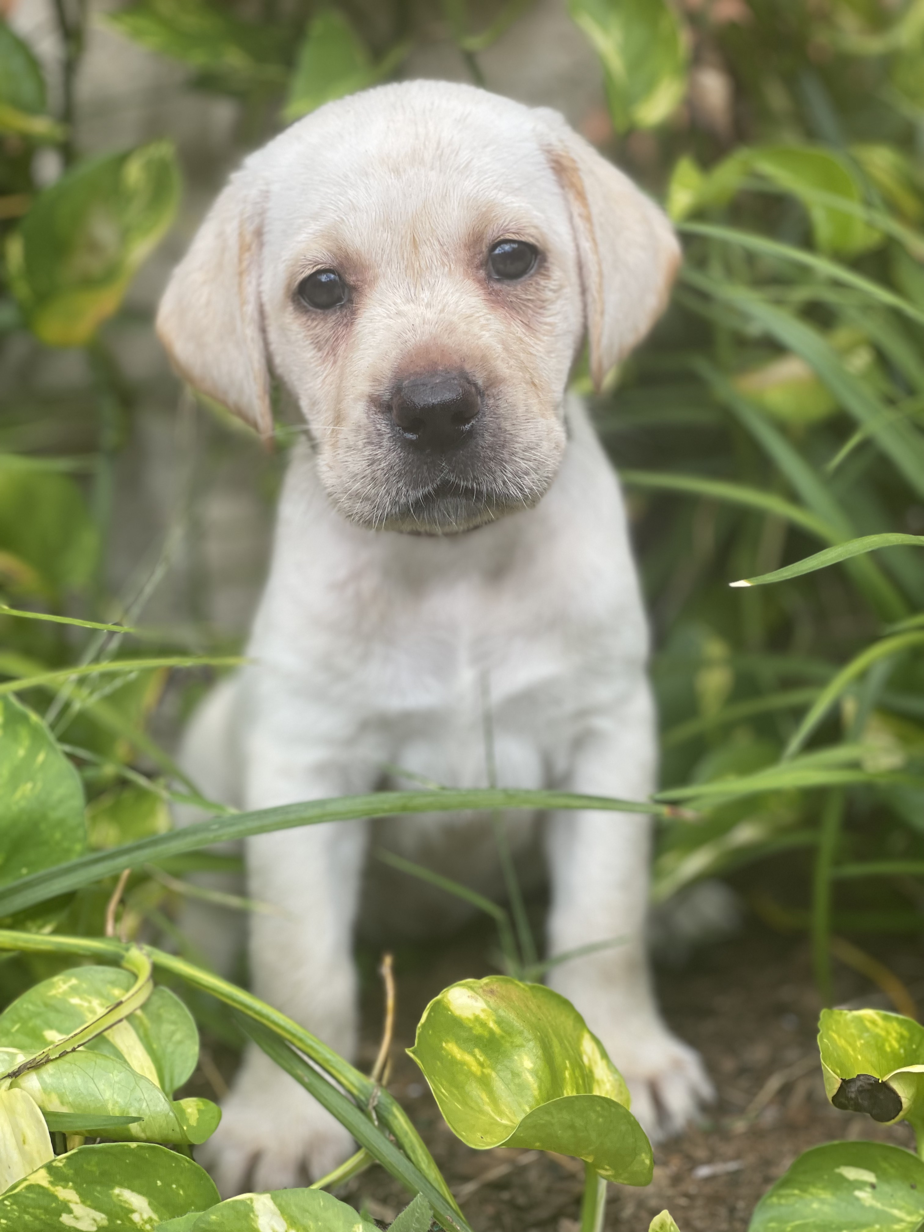 One Yellow Female Available Now Griffin Royal Labs